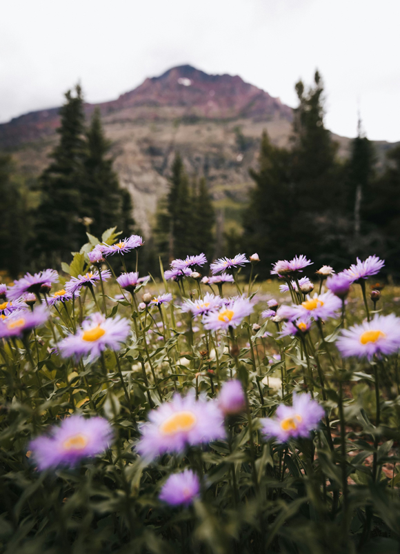 new-montana